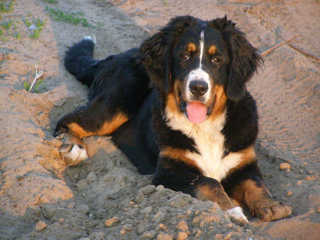 Mój przyjaciel pies - fotozabawa