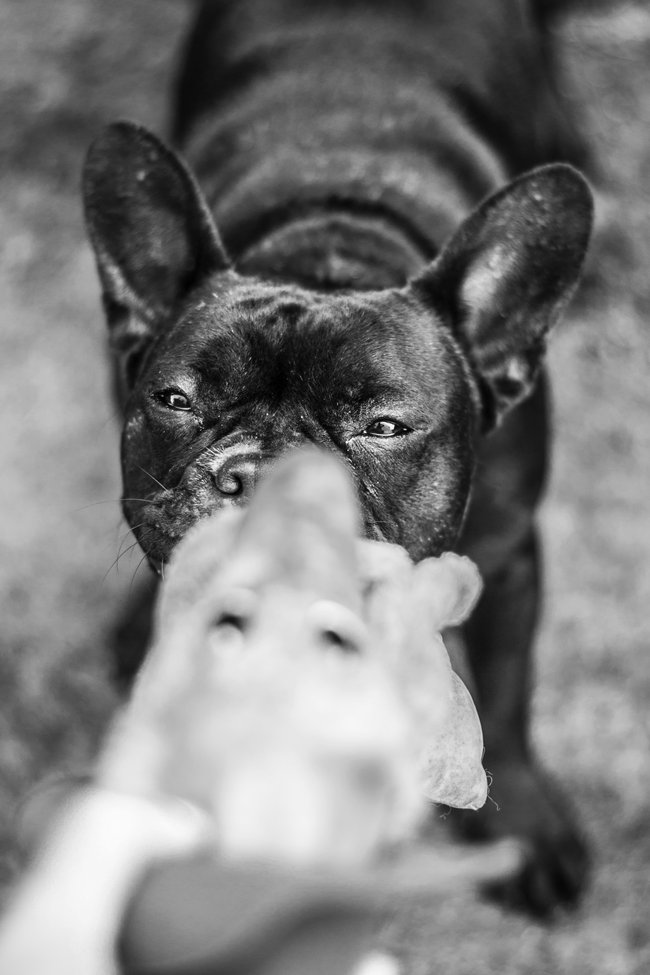 Mój przyjaciel pies - fotozabawa