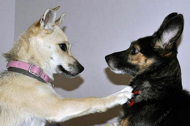 Mój przyjaciel pies - fotozabawa