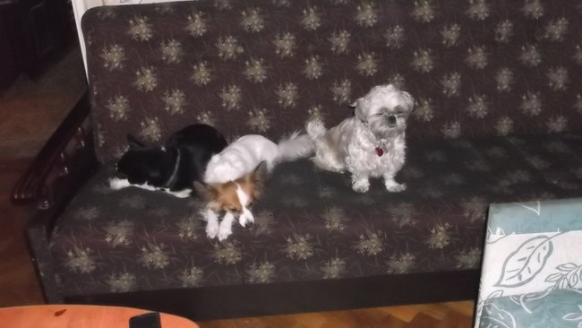 Mój przyjaciel pies - fotozabawa