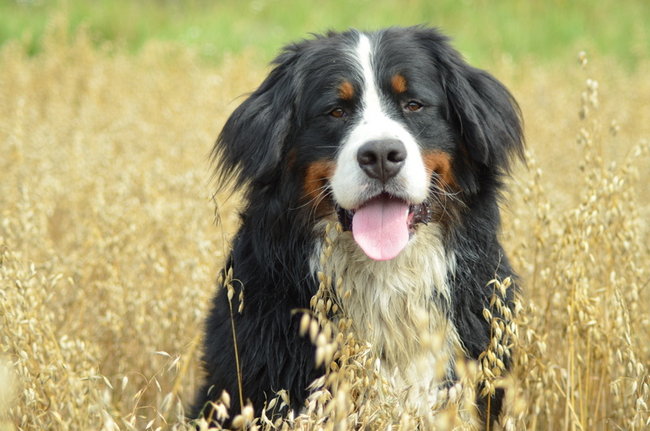 Mój przyjaciel pies - fotozabawa