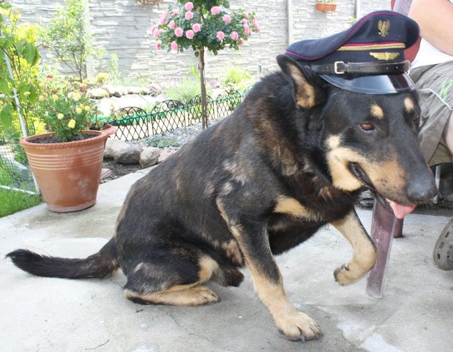 Mój przyjaciel pies - fotozabawa