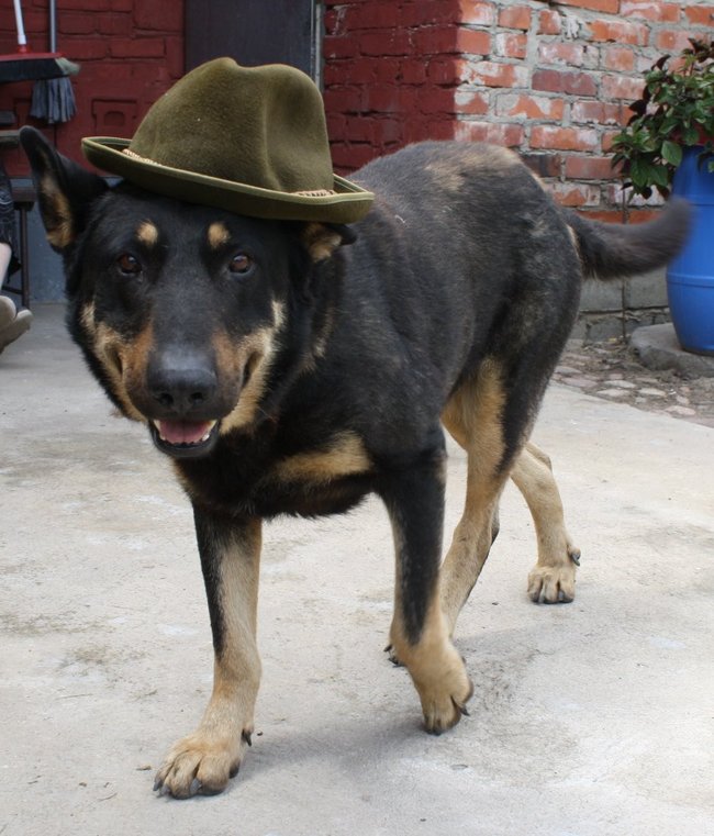 Mój przyjaciel pies - fotozabawa