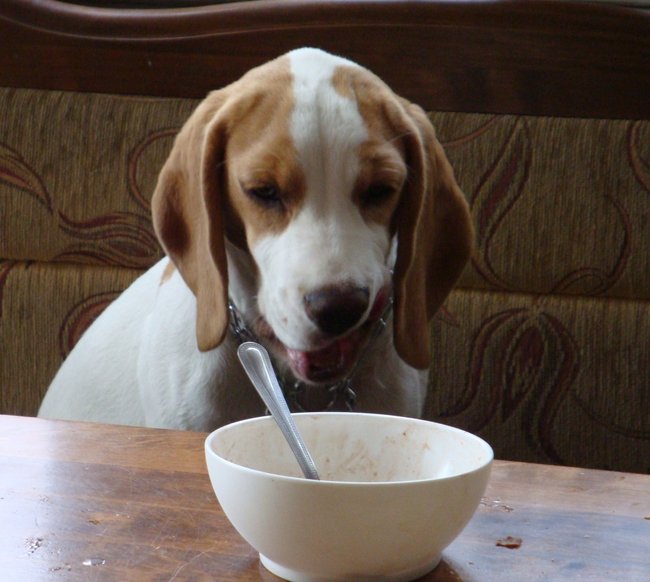 Mój przyjaciel pies - fotozabawa