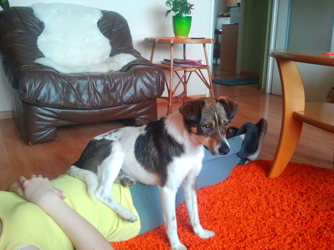 Mój przyjaciel pies - fotozabawa