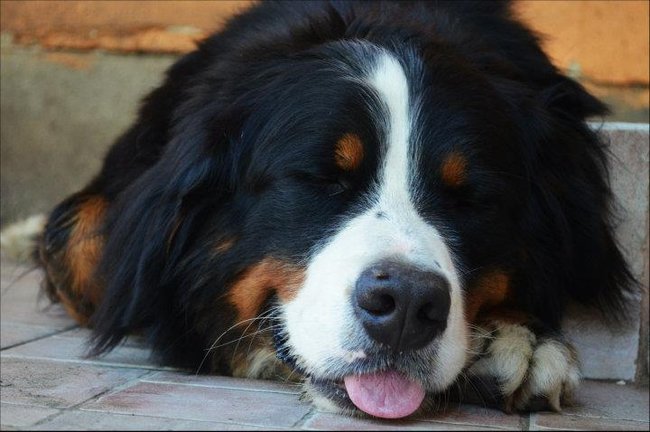 Mój przyjaciel pies - fotozabawa