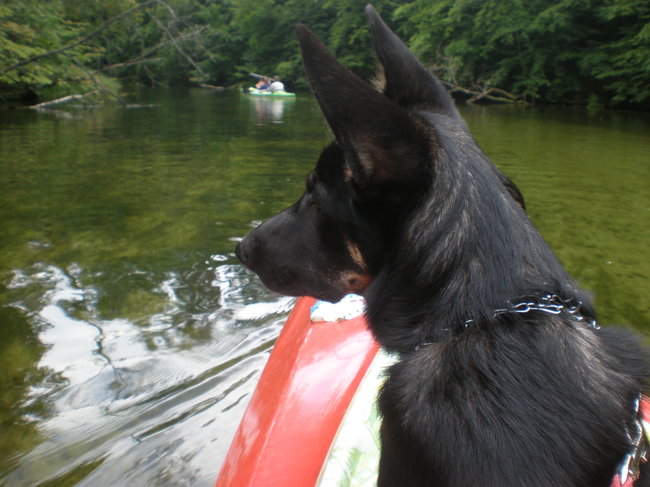 Mój przyjaciel pies - fotozabawa