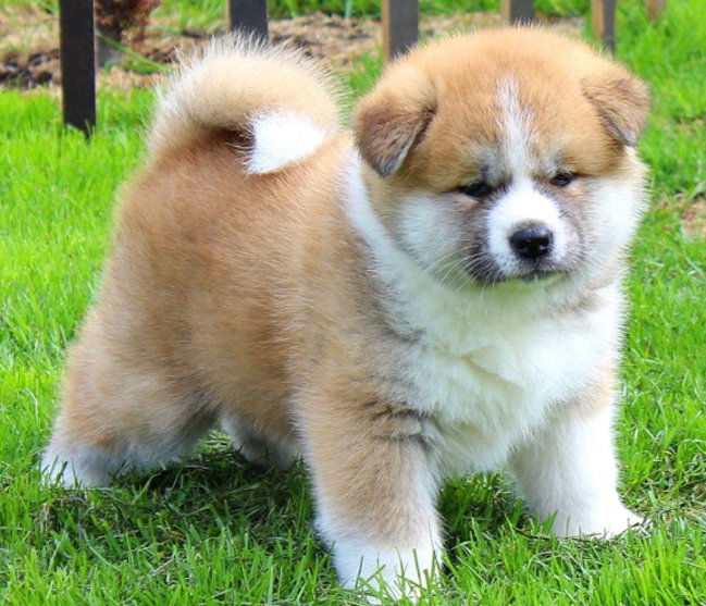 Mój przyjaciel pies - fotozabawa