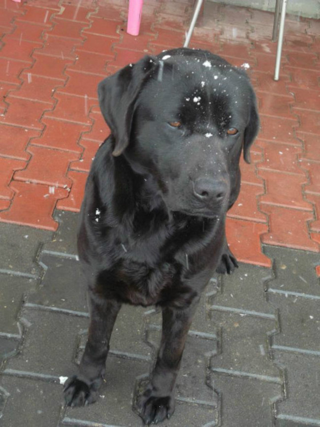 Mój przyjaciel pies - fotozabawa