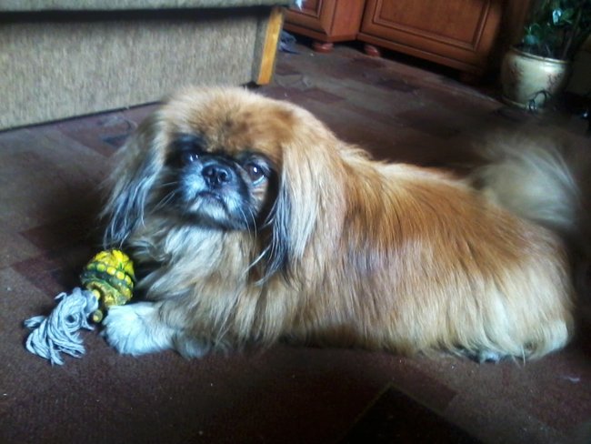 Mój przyjaciel pies - fotozabawa