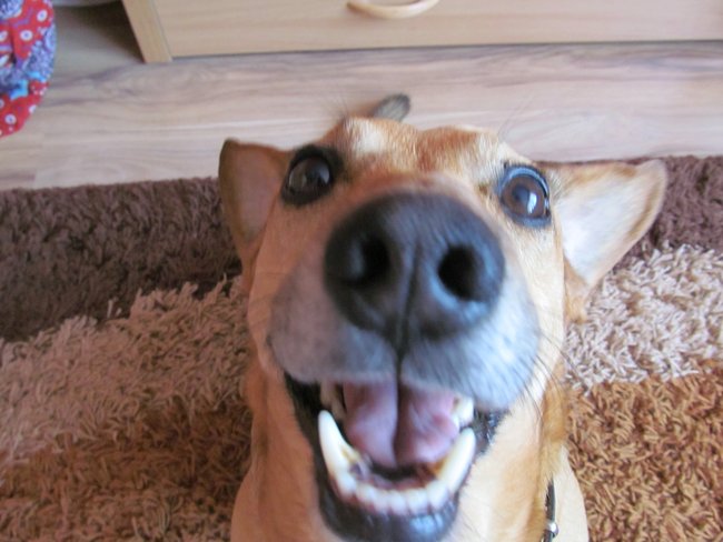 Mój przyjaciel pies - fotozabawa