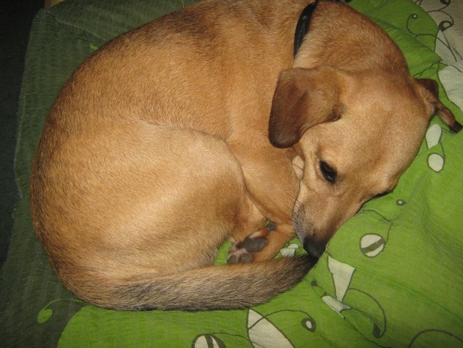 Mój przyjaciel pies - fotozabawa