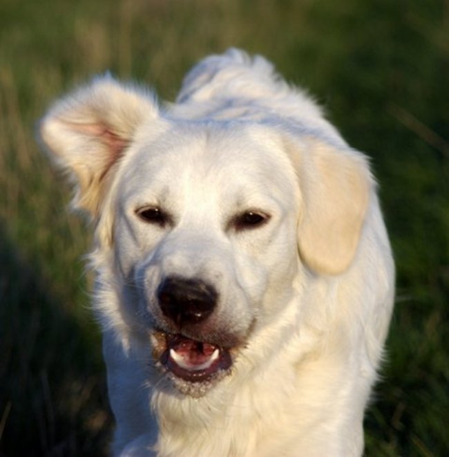 Mój przyjaciel pies - fotozabawa