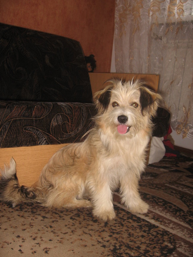 Mój przyjaciel pies - fotozabawa