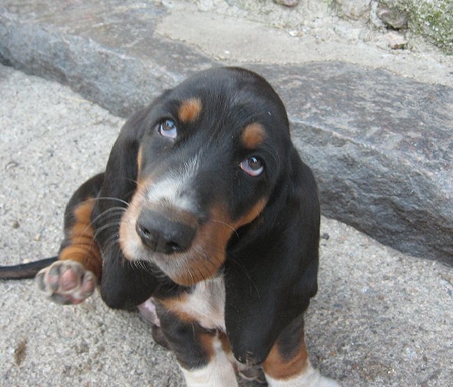 Mój przyjaciel pies - fotozabawa