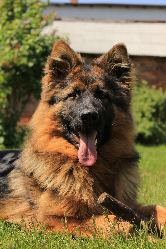 Mój przyjaciel pies - fotozabawa