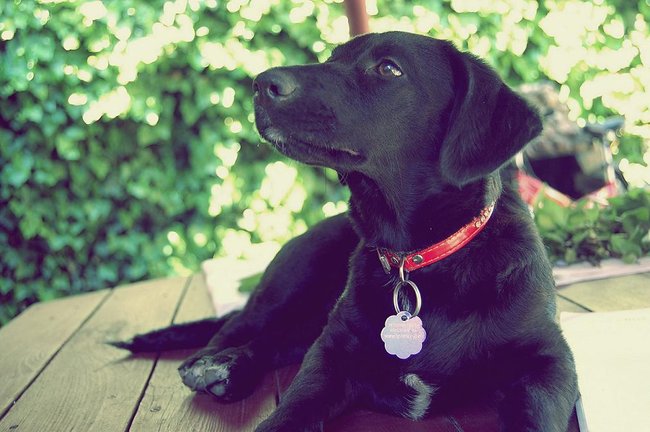 Mój przyjaciel pies - fotozabawa