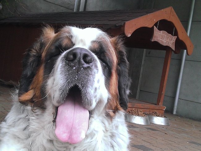 Mój przyjaciel pies - fotozabawa