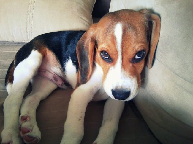 Mój przyjaciel pies - fotozabawa