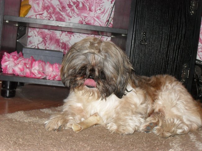 Mój przyjaciel pies - fotozabawa