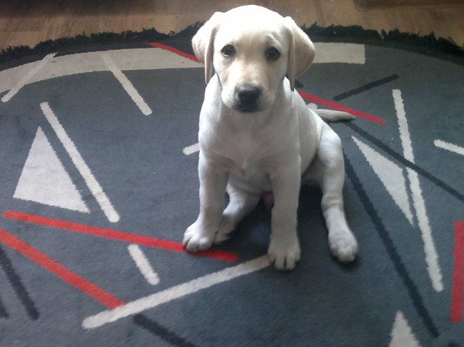 Mój przyjaciel pies - fotozabawa