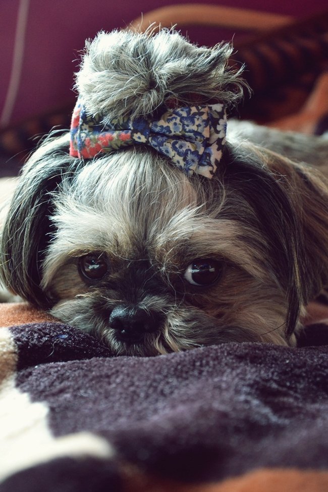 Mój przyjaciel pies - fotozabawa