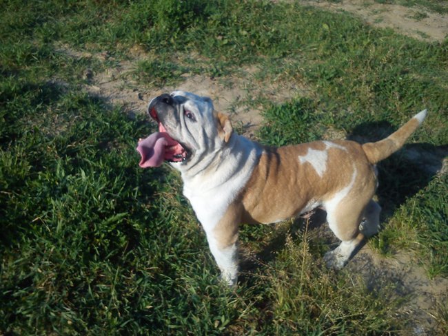 Mój przyjaciel pies - fotozabawa