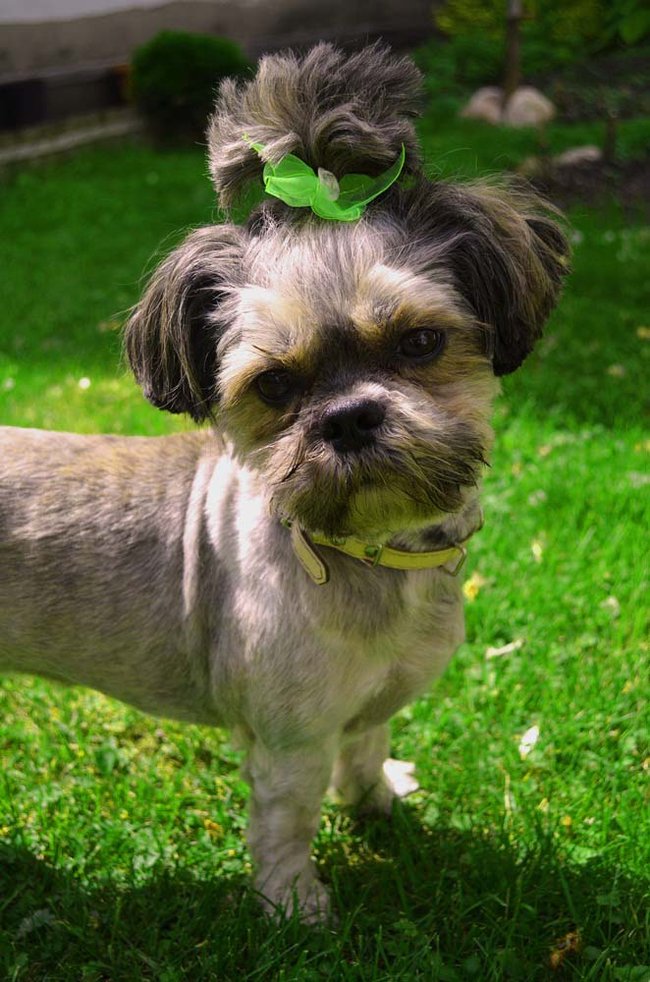 Mój przyjaciel pies - fotozabawa