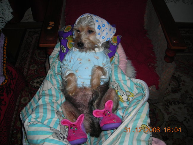 Mój przyjaciel pies - fotozabawa