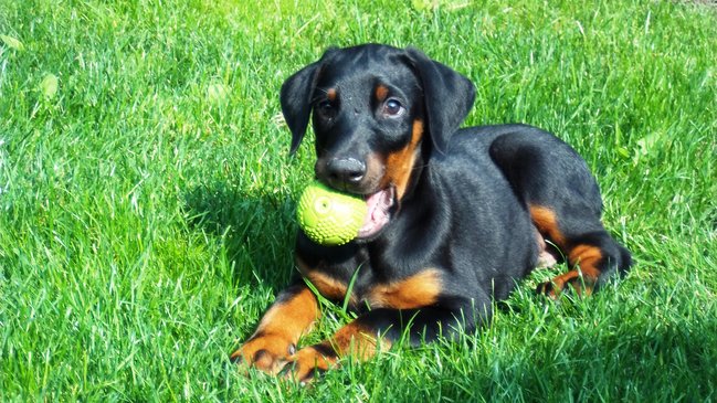 Mój przyjaciel pies - fotozabawa