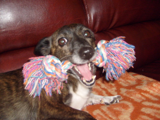 Mój przyjaciel pies - fotozabawa