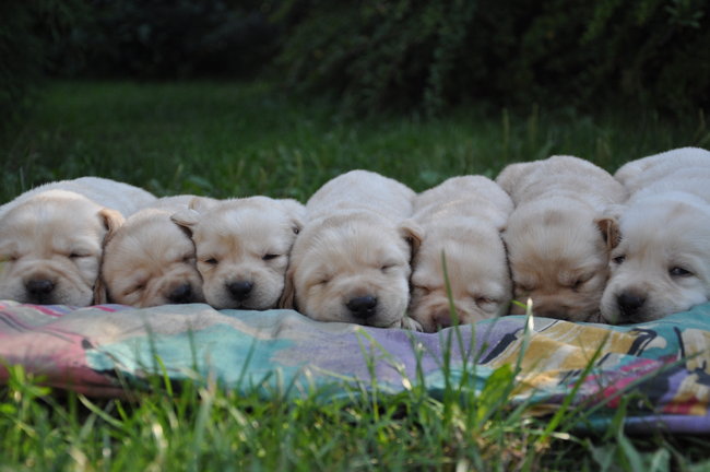 Mój przyjaciel pies - fotozabawa