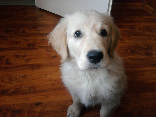 Mój przyjaciel pies - fotozabawa