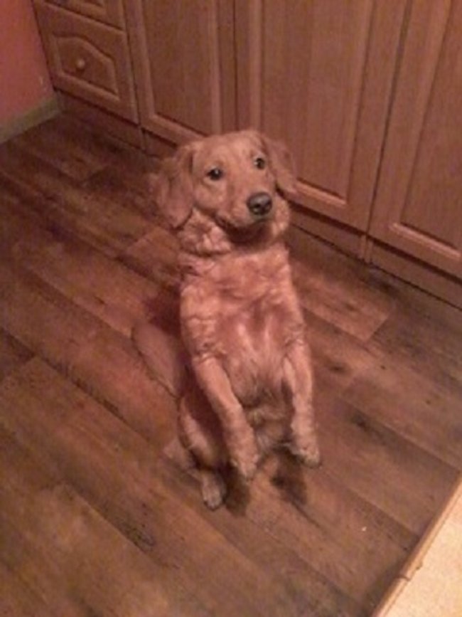 Mój przyjaciel pies - fotozabawa