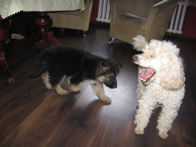 Mój przyjaciel pies - fotozabawa