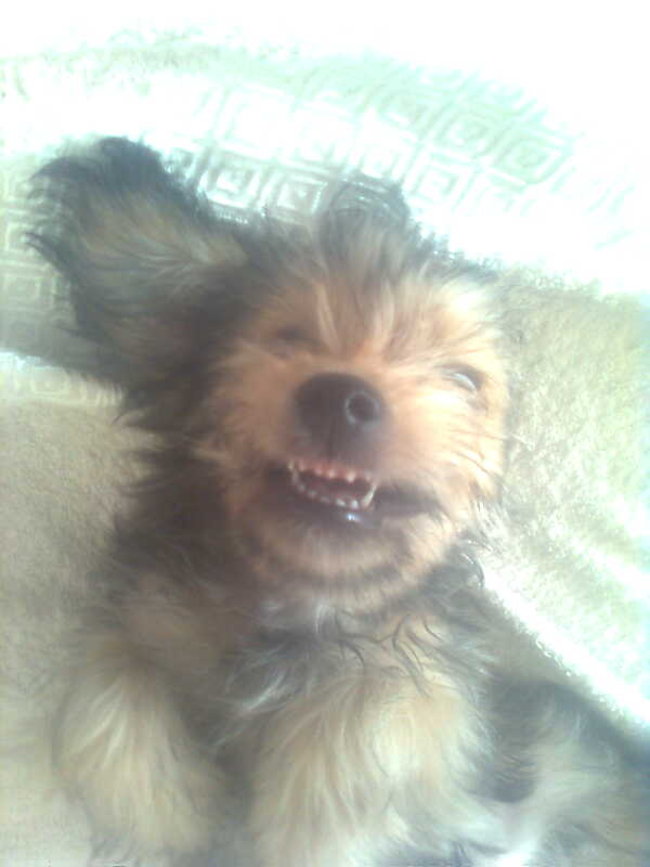 Mój przyjaciel pies - fotozabawa