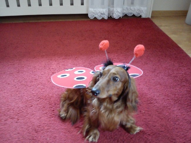 Mój przyjaciel pies - fotozabawa