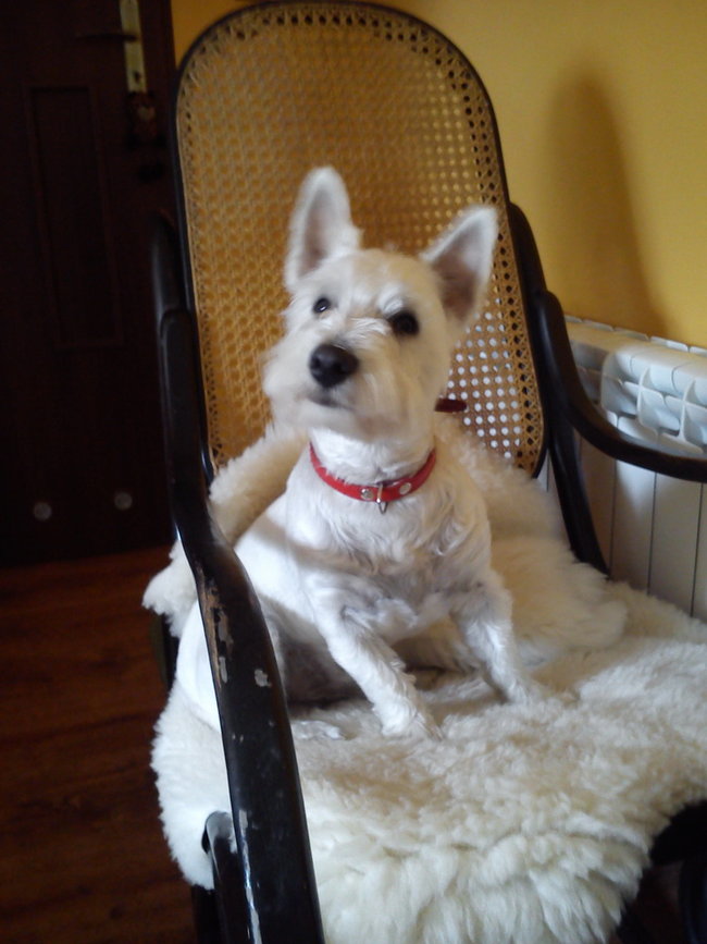 Mój przyjaciel pies - fotozabawa