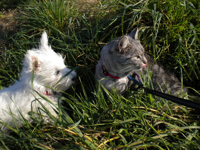 Mój przyjaciel pies - fotozabawa