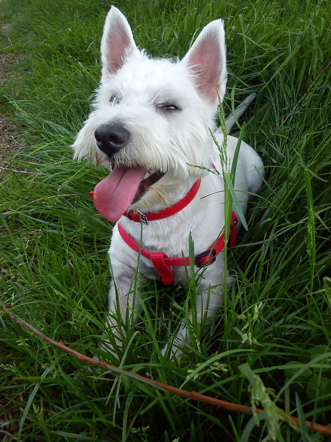 Mój przyjaciel pies - fotozabawa