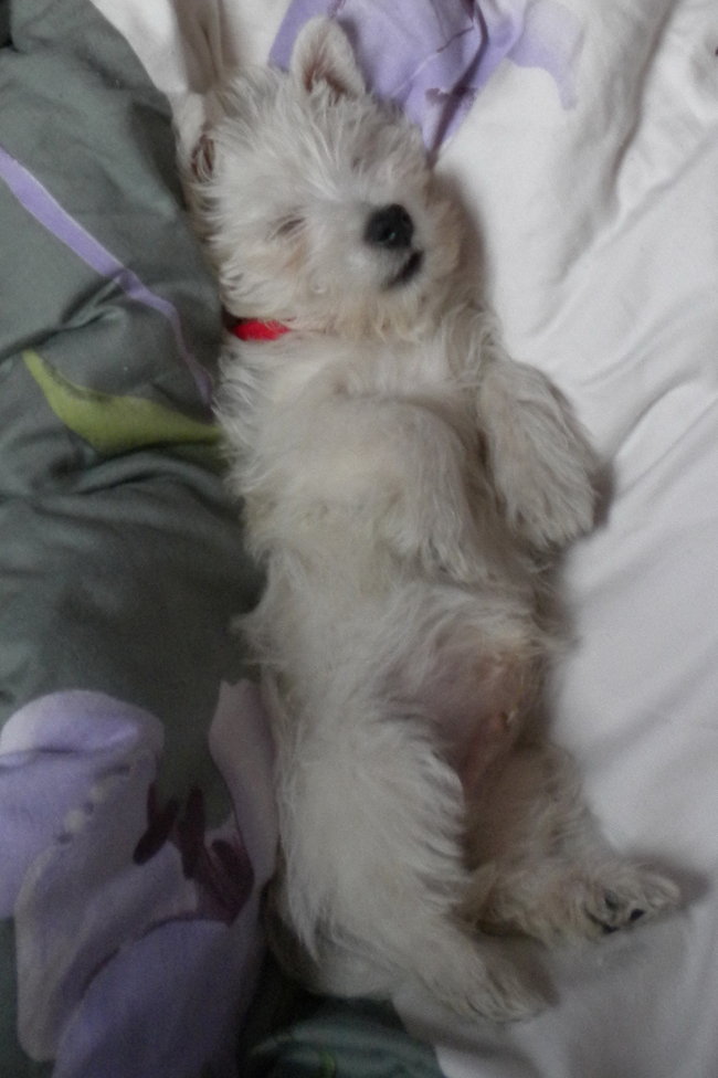 Mój przyjaciel pies - fotozabawa