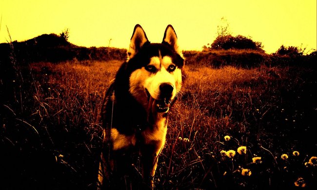 Mój przyjaciel pies - fotozabawa