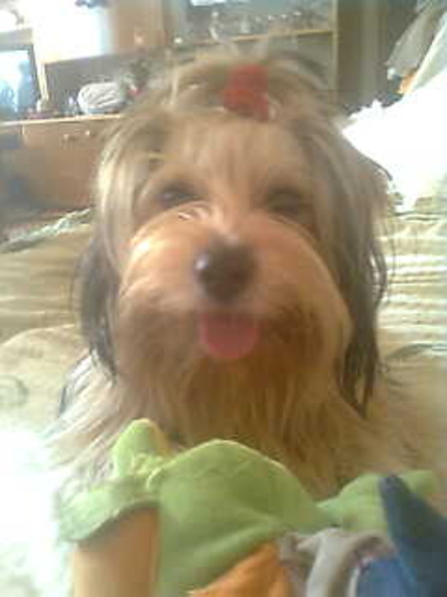 Mój przyjaciel pies - fotozabawa