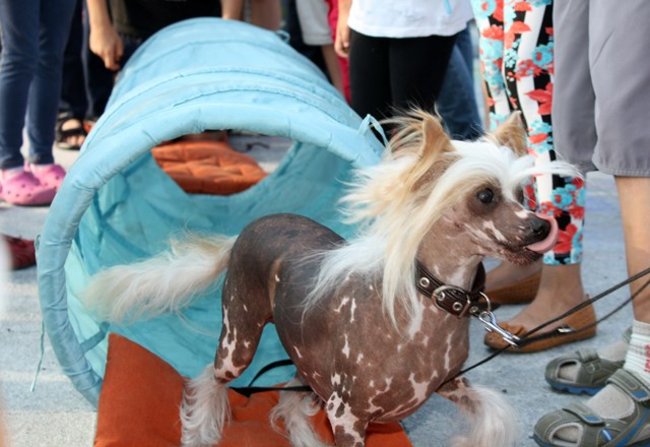 Rynek pełen czworonogów - zdjęcia