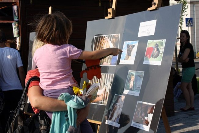 Rynek pełen czworonogów - zdjęcia