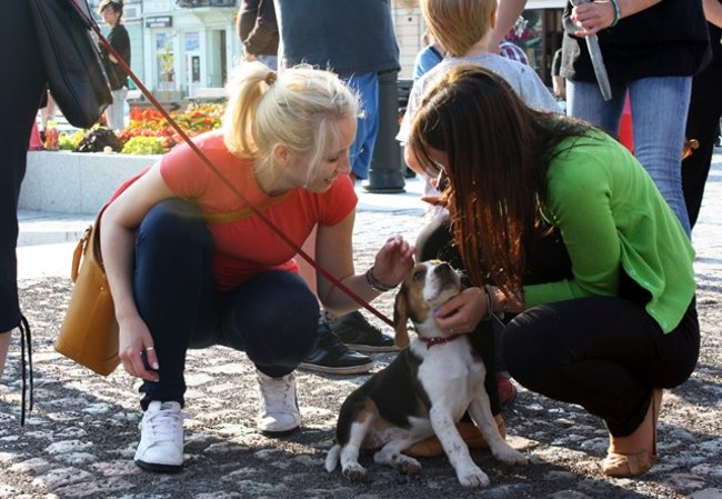 Rynek pełen czworonogów - zdjęcia