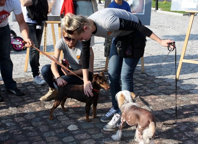 Rynek pełen czworonogów - zdjęcia