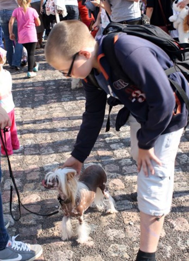 Rynek pełen czworonogów - zdjęcia