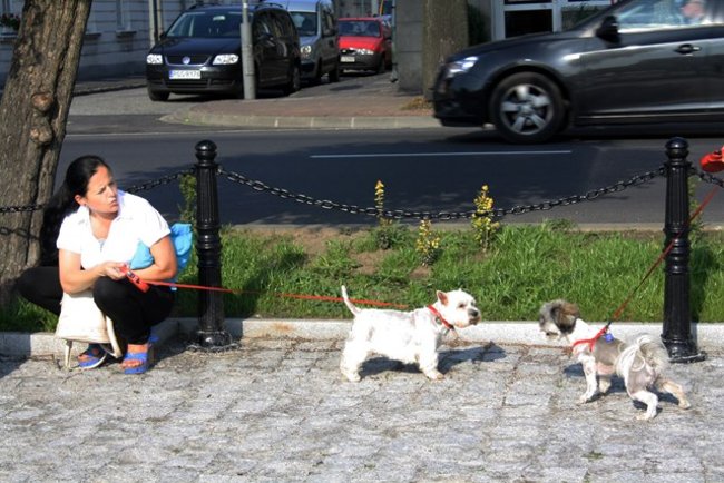 Rynek pełen czworonogów - zdjęcia