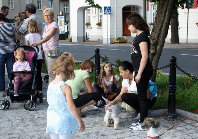 Rynek pełen czworonogów - zdjęcia